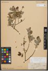 Foto von Salix starkeana Willd.